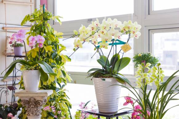 「浜田フラワーセンター」　（島根県浜田市）の花屋店舗写真2
